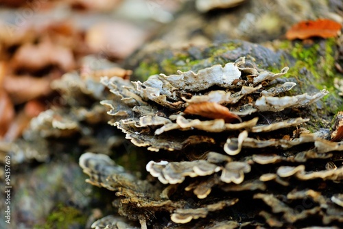 Fungus on tree bark 