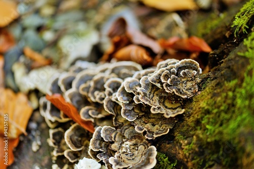 Fungus on tree bark 