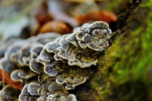 Fungus on tree bark 