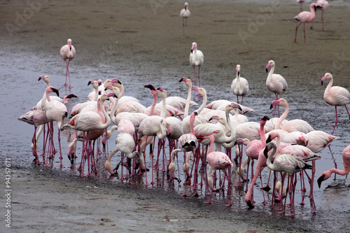 lesser flamingo colony and Rosa Flamingo in Walvisbaai, Namibia
