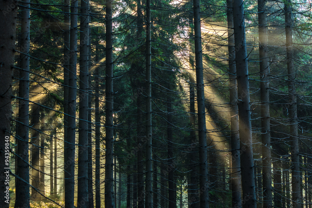 Obraz premium Promienie słońca