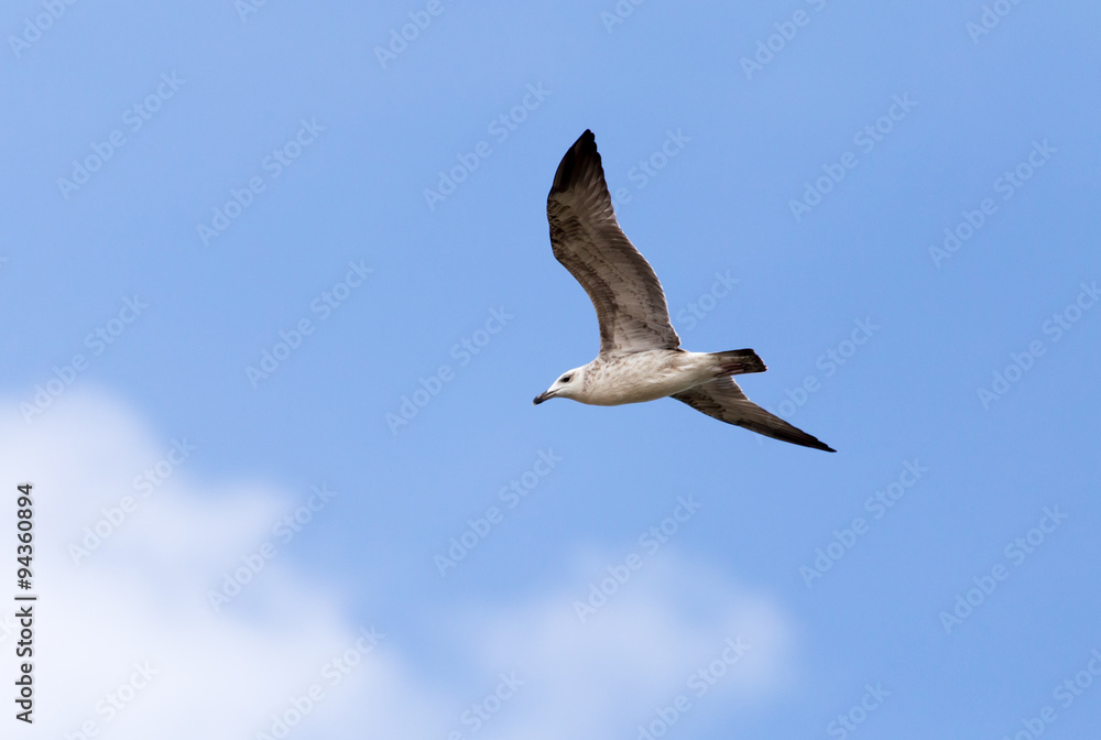 Obraz premium seagull in flight in the sky