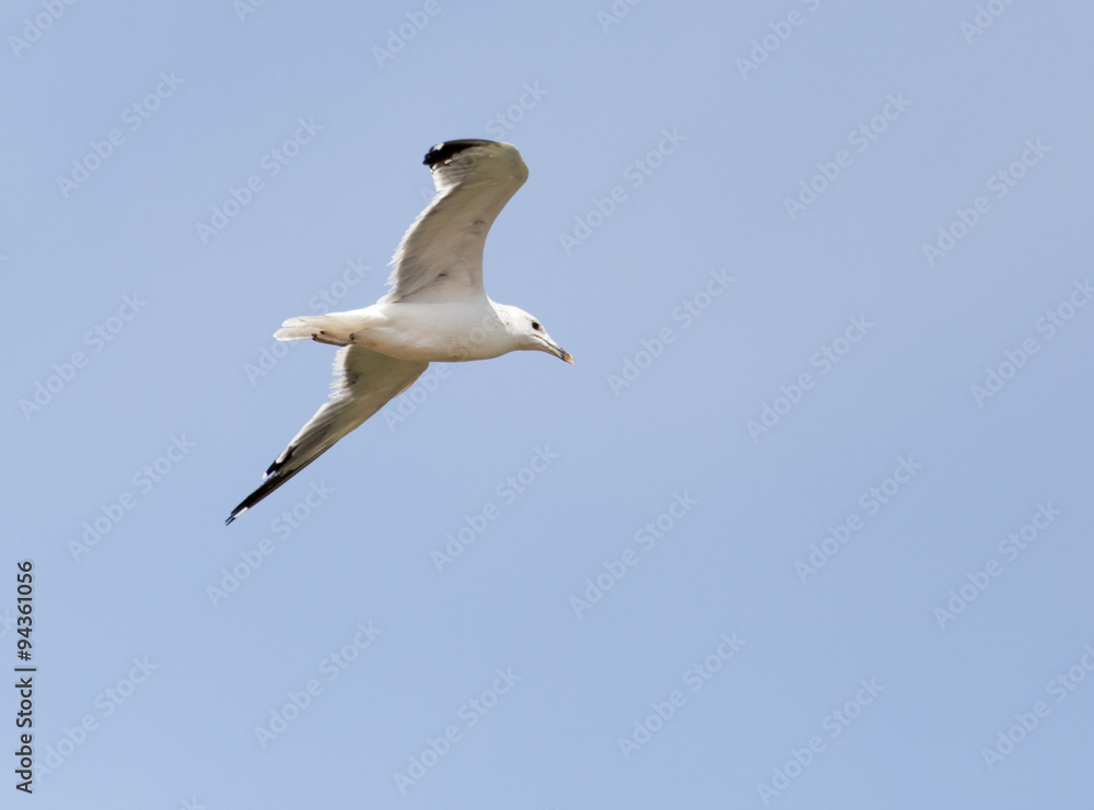 Fototapeta premium seagull in flight in the sky