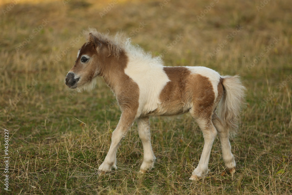 Obraz premium Miniponyfohlen