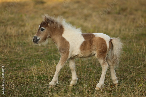 Fototapeta Naklejka Na Ścianę i Meble -  Miniponyfohlen
