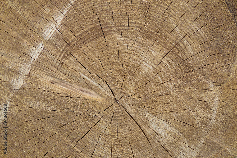 Fototapeta premium wood texture cut tree trunk