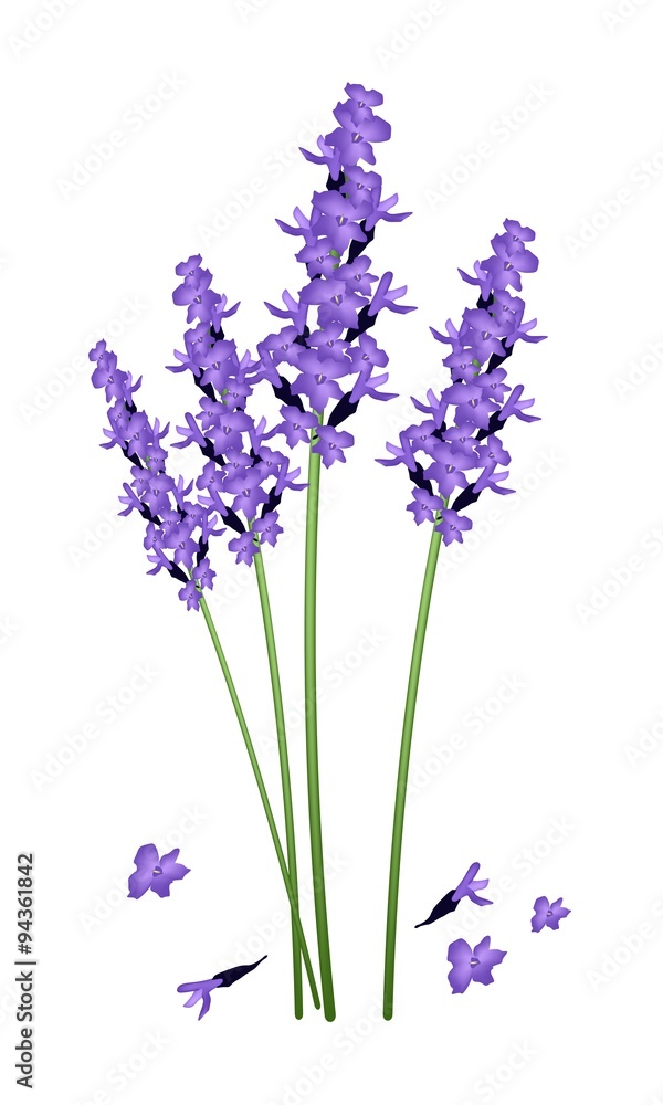 Purple Lavender Flowers on A White Background Purple Lavender Flowers on A White Background