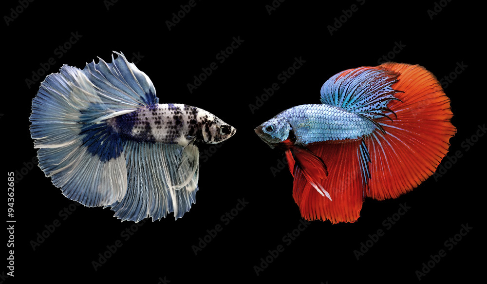 betta fish siamese fighting fish isolated on black Stock Photo