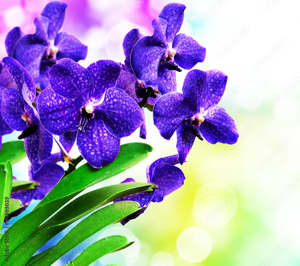 Naklejka premium Orchid flower close up