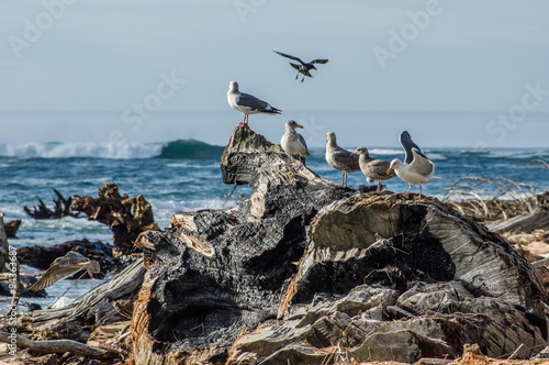 Sea gulls playing and feeding among driftwood