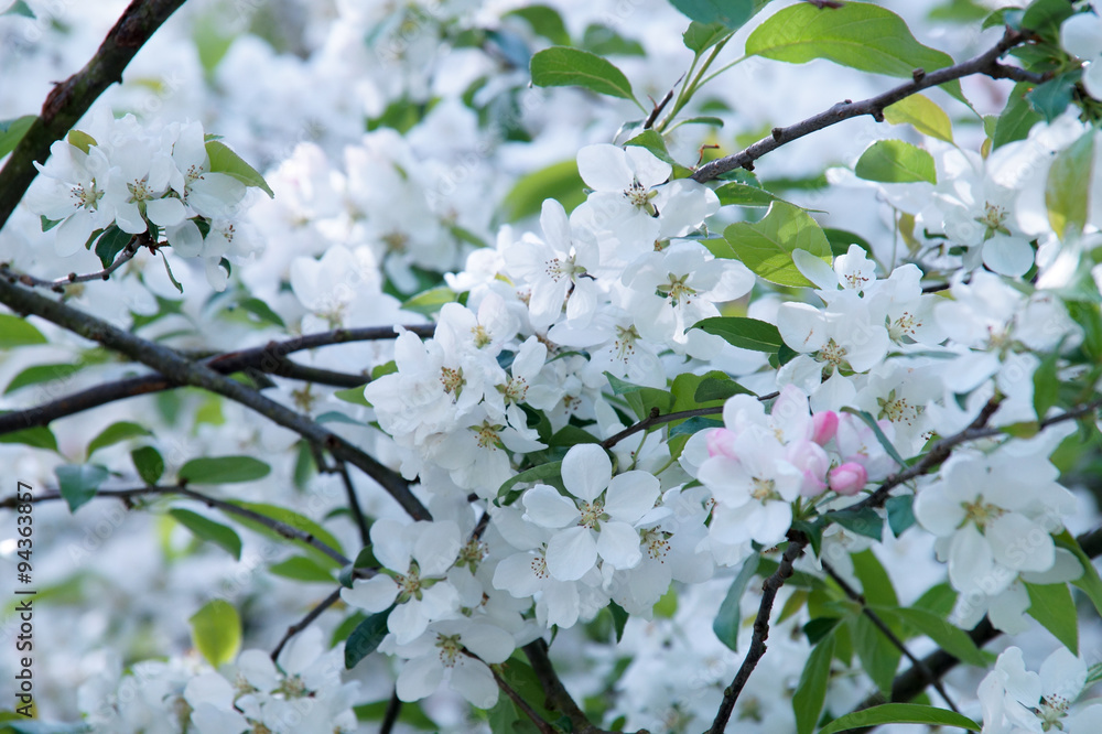Sakurablüten Sakurablüten