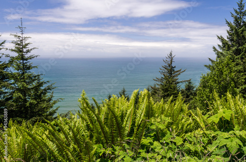 Green ferns and trees frame the Pacific Ocean