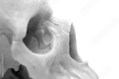 human skull on a white background
