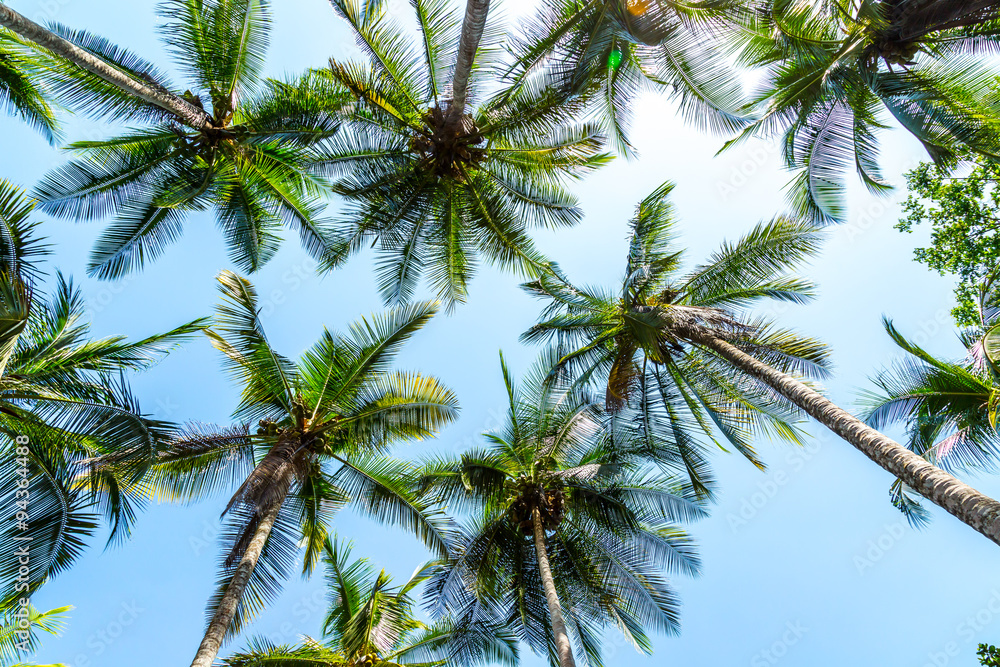 Palmen an einem Strand in Costa Rica von unten fotografiert