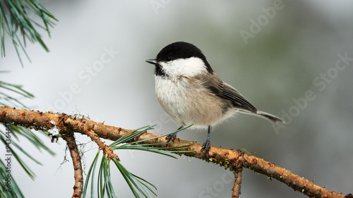 Lovely willow tit #94364447