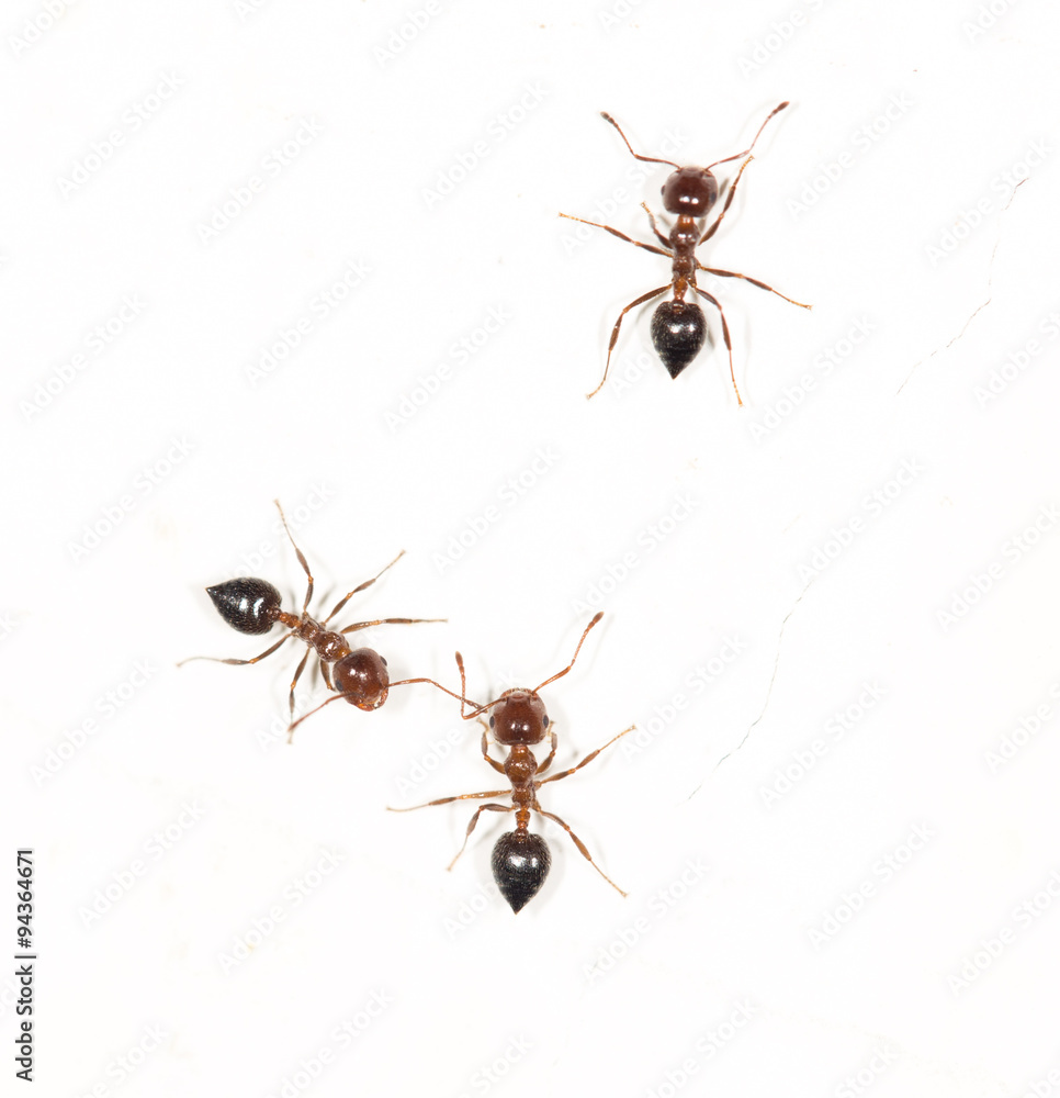 ants on a white wall ants on a white wall