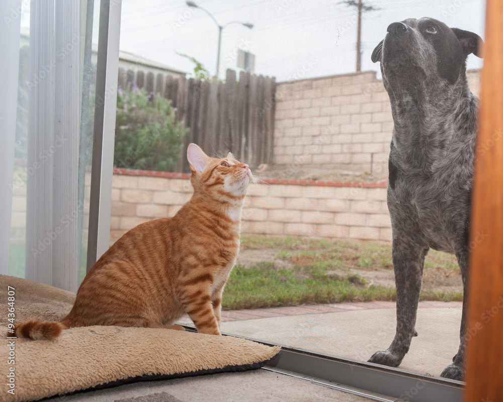 Naklejka premium Tabby kitten separated from dog pal by screen door