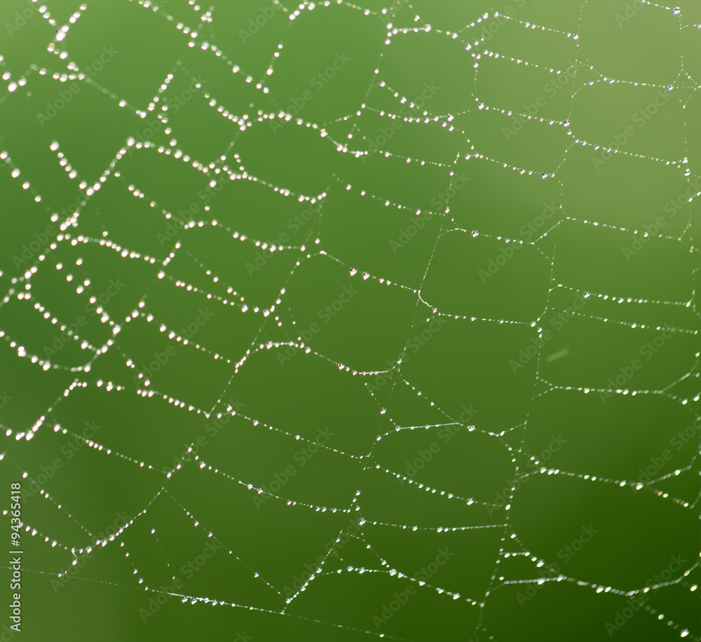 water droplets on a spider web in nature water droplets on a spider web in nature
