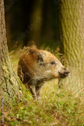 Wild boar baby in yellow grass sniffing between tree trunks