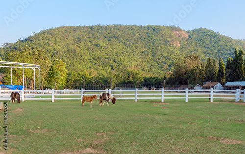 Livestock/View of livestock. Dwarf horse in fence field with mountain background.