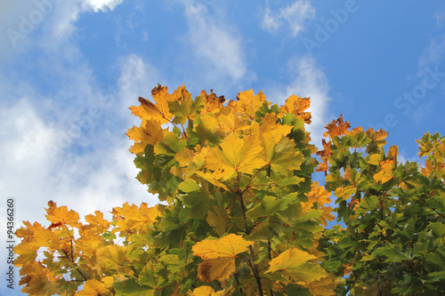 maple leaves with blue sky