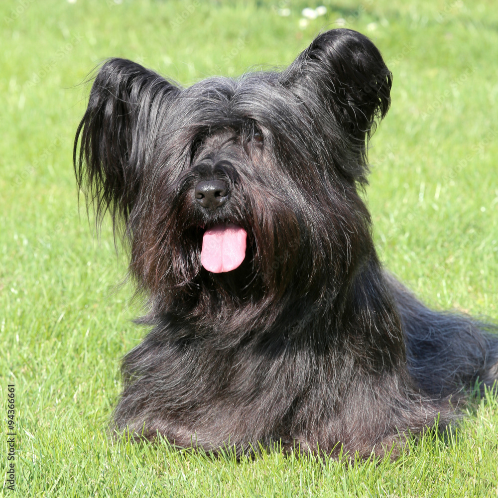 Black skye best sale terrier