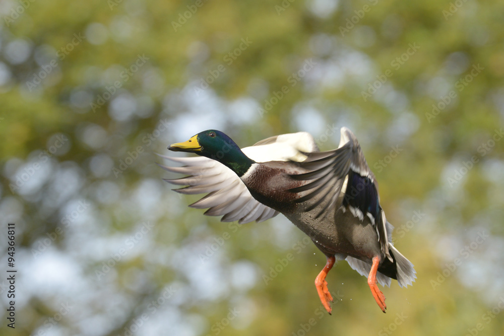 Obraz premium Mallard, Anas platyrhynchos