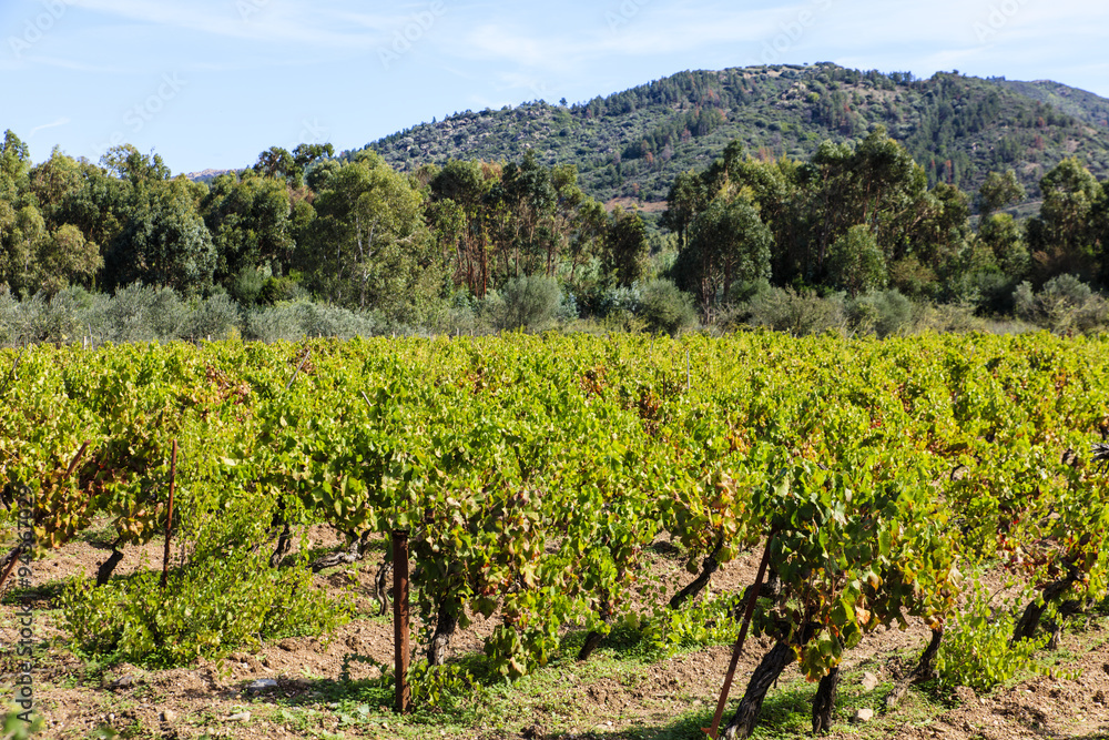 Sardinië, wijngaard