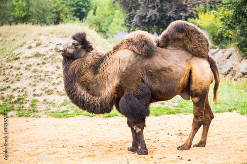 Bactrian camel  Camelus bactrianus 
