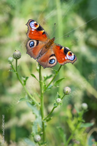 Peacock Inachis io