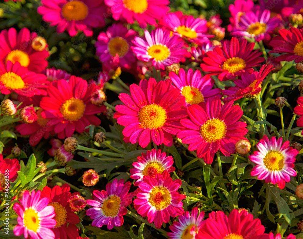 Colorful flowers in the garden Colorful flowers in the garden