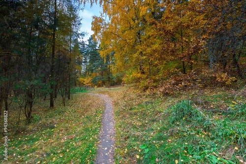 Beautiful wild autumnal forest with colorful fallen leaves