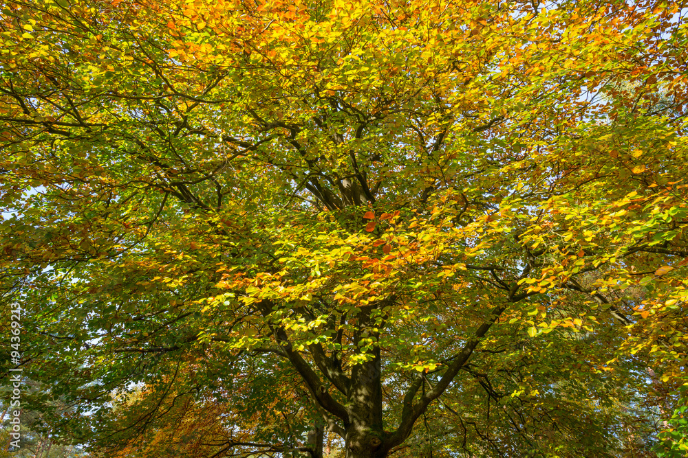 Foliage of a tree in autumn colors in sunlight Foliage of a tree in autumn colors in sunlight