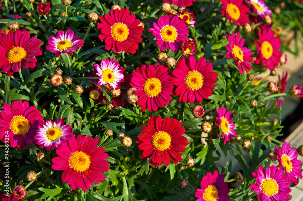 Colorful flowers in the garden Colorful flowers in the garden