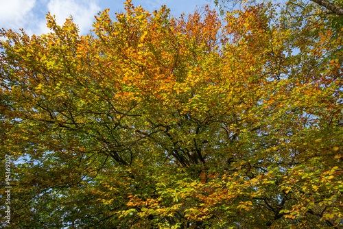Foliage of  a tree in autumn colors in sunlight
