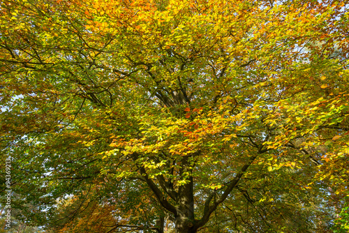 Foliage of a tree in autumn colors in sunlight