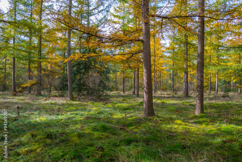 Forest in autumn colors in sunlight © Naj