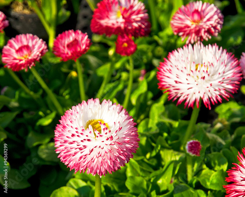 Colorful flowers in the garden