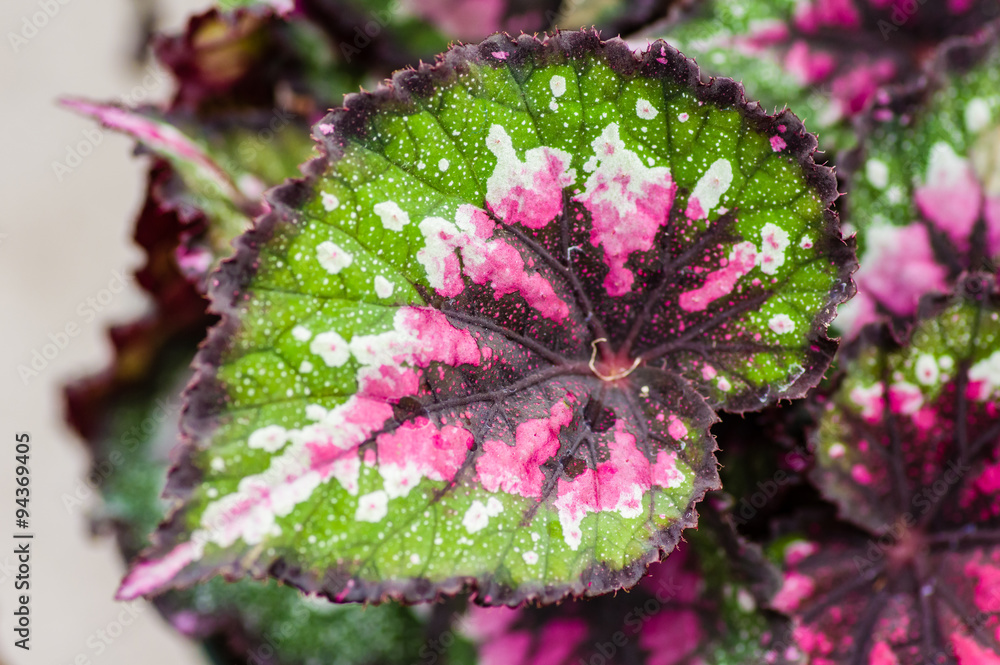 Ταπετσαρία Rex begonia plant showing leaf detail