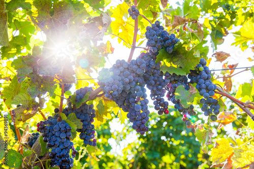 Fotografi Red bunch of grapes
