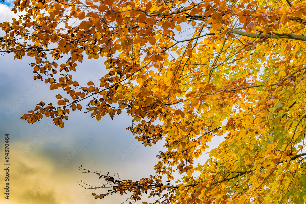 Autumn tree with yellow and orange leaves. Fall season treetops against blue sky background