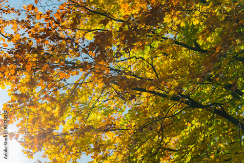 Autumn tree with yellow and orange leaves. Fall season treetops against blue sky background