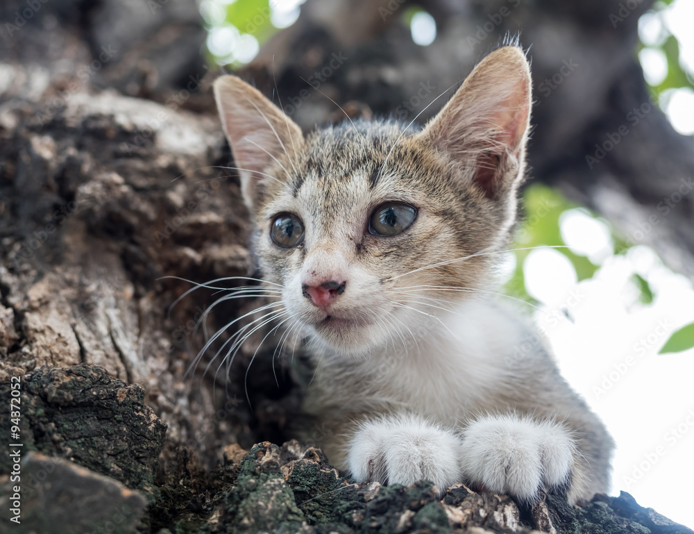 Obraz premium Little cute kitten on tree