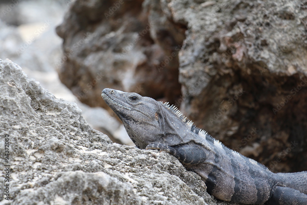 Mexican Black Spinytail Iguana Lounges in the Sun Mexican Black Spinytail Iguana Lounges in the Sun