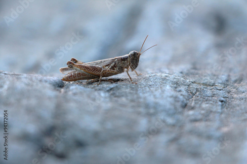 Close up of grasshopper on rock 