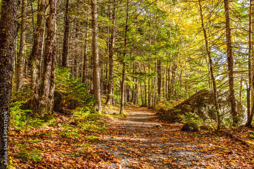 Fototapeta premium Forest Trail in Fall