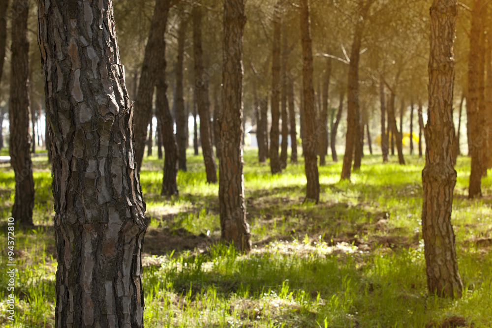 Pine forest at Donana National Park Pine forest at Donana National Park