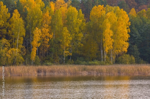 Beautiful landscape of autumnal forest near lake