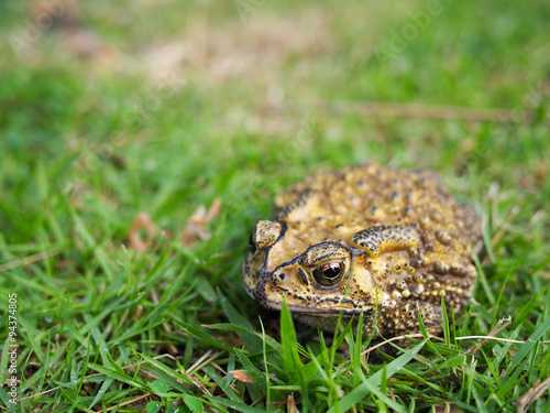 green toad on the grass field