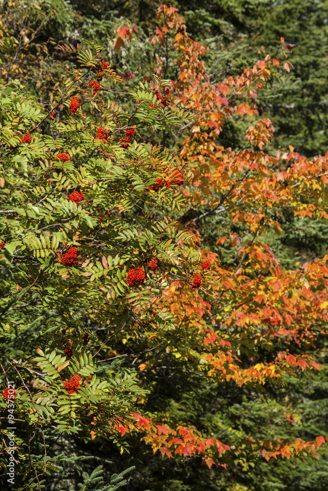 Fall foliage and red mountain ash berries in northern Maine.
